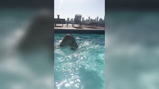 Onlyfans hot Dana Dearmond xxx streams mega pack 4